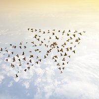 Birds on sky , growth development concept